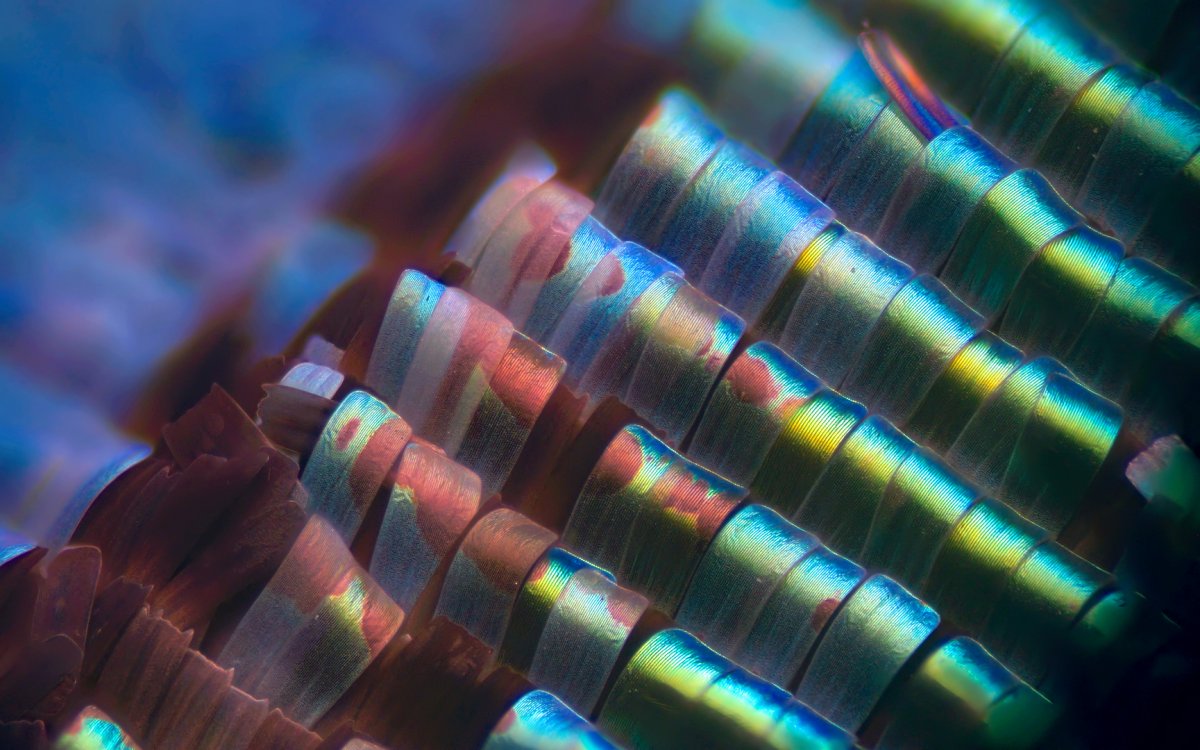 Через микроскоп