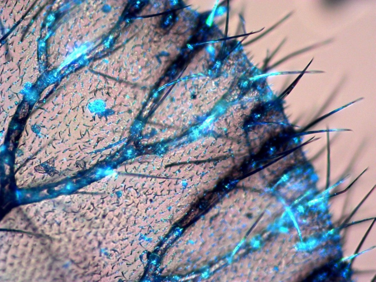 Бабочка под микроскопом красивая