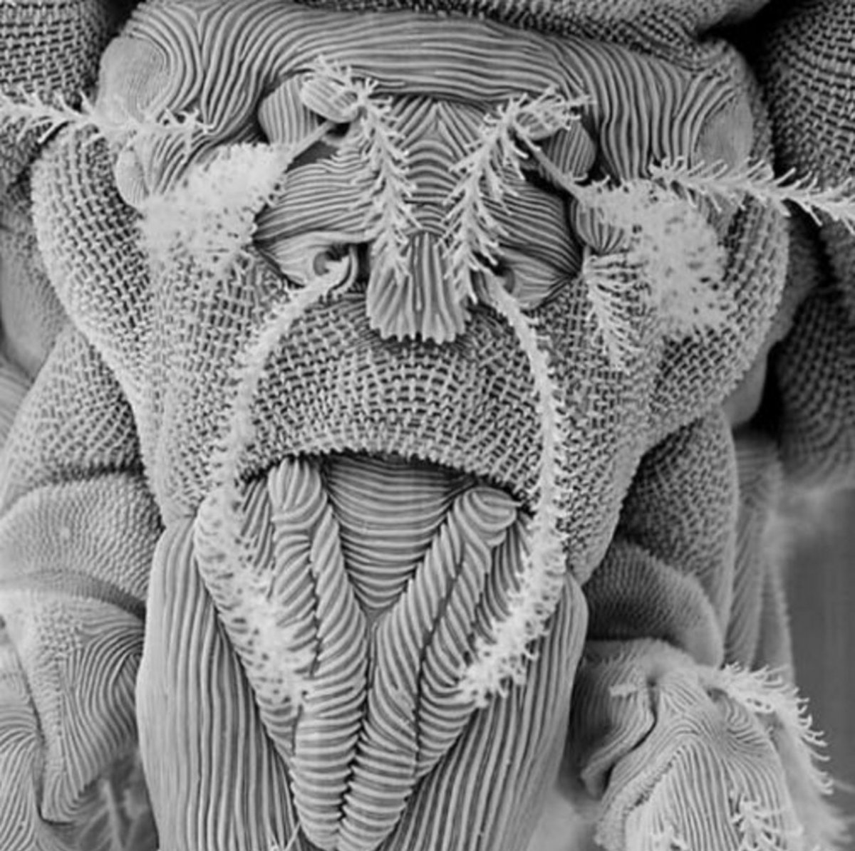 Фотоконкурс Nikon small World