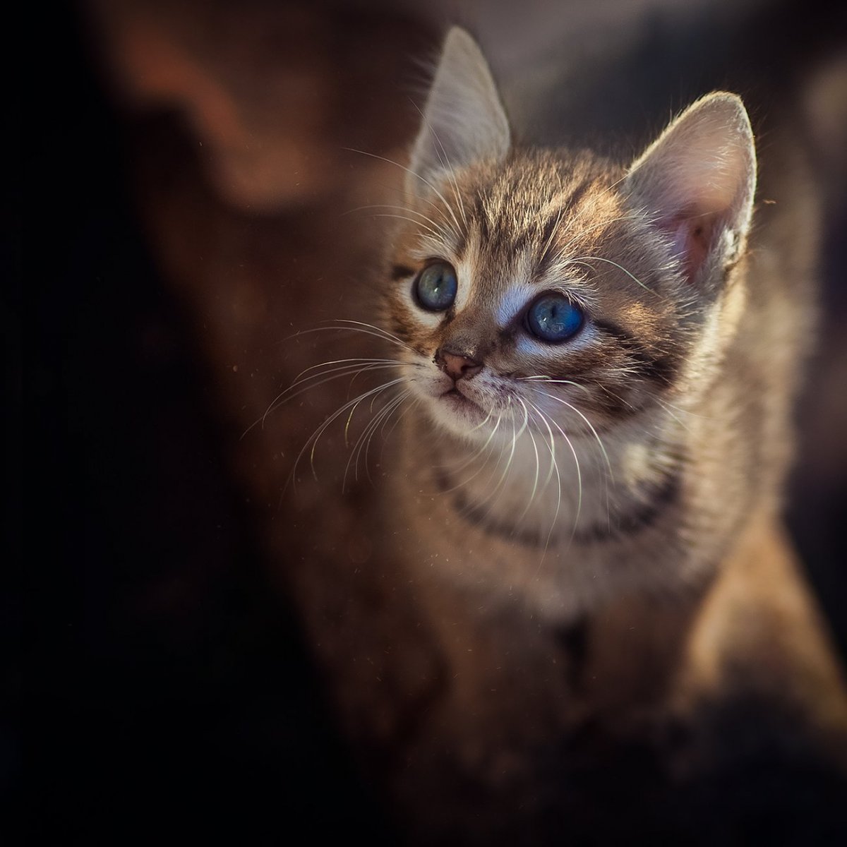 Коричневый кот с синими глазами