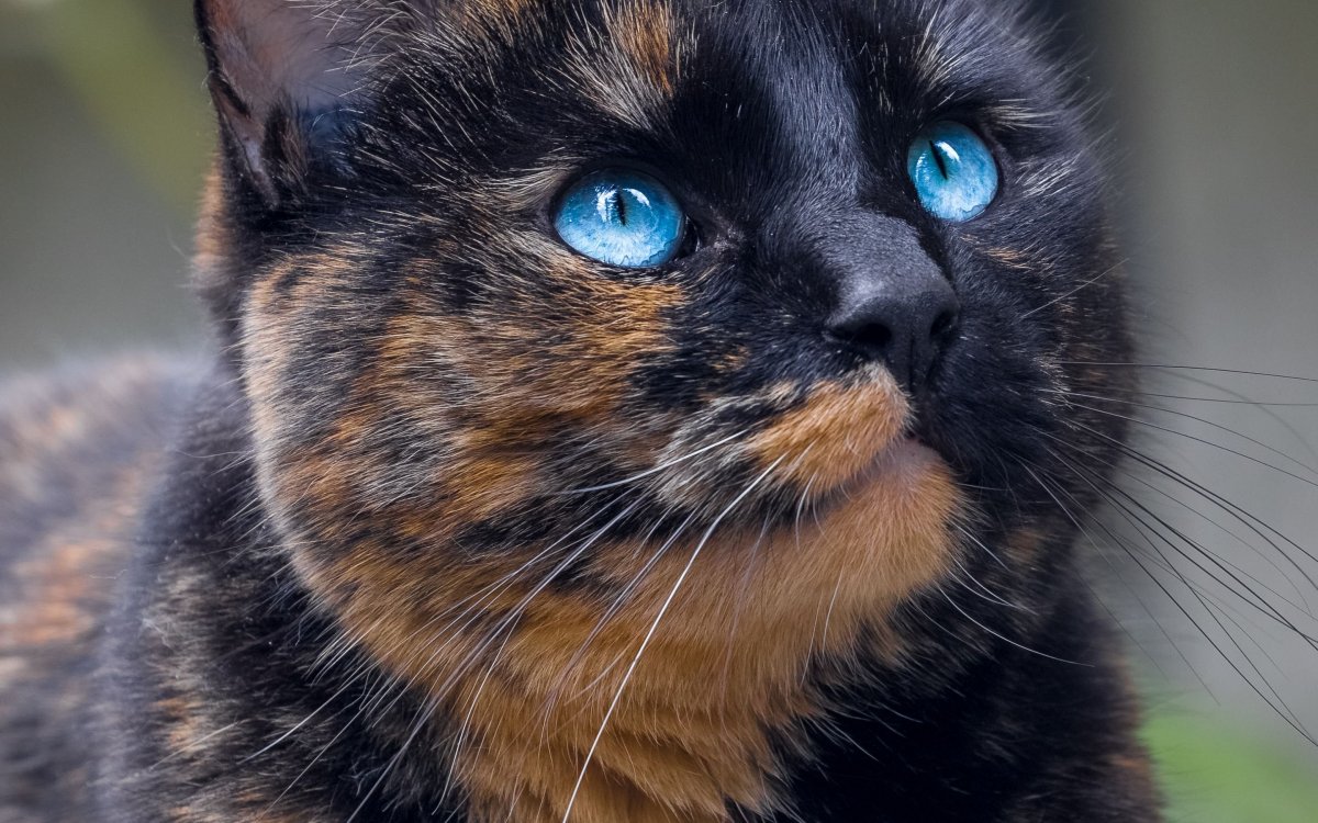 Кот с синими глазами