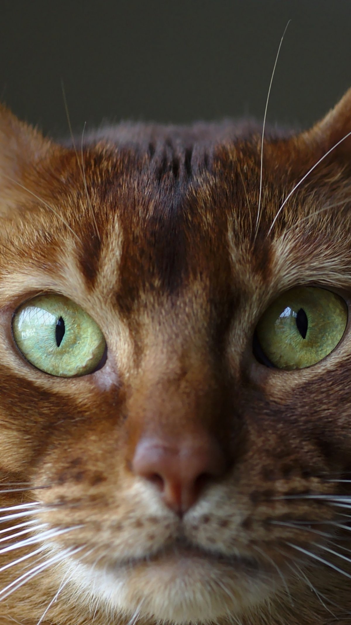 Коричневая кошка с голубыми глазами