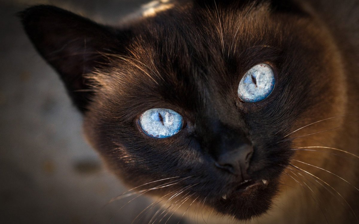 Коричневая кошка с голубыми глазами