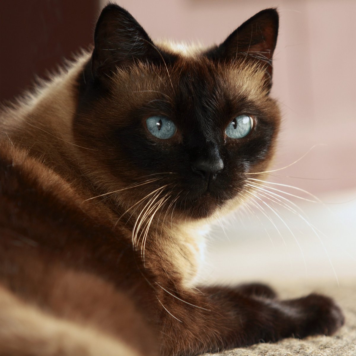 Бирманская кошка рыжая