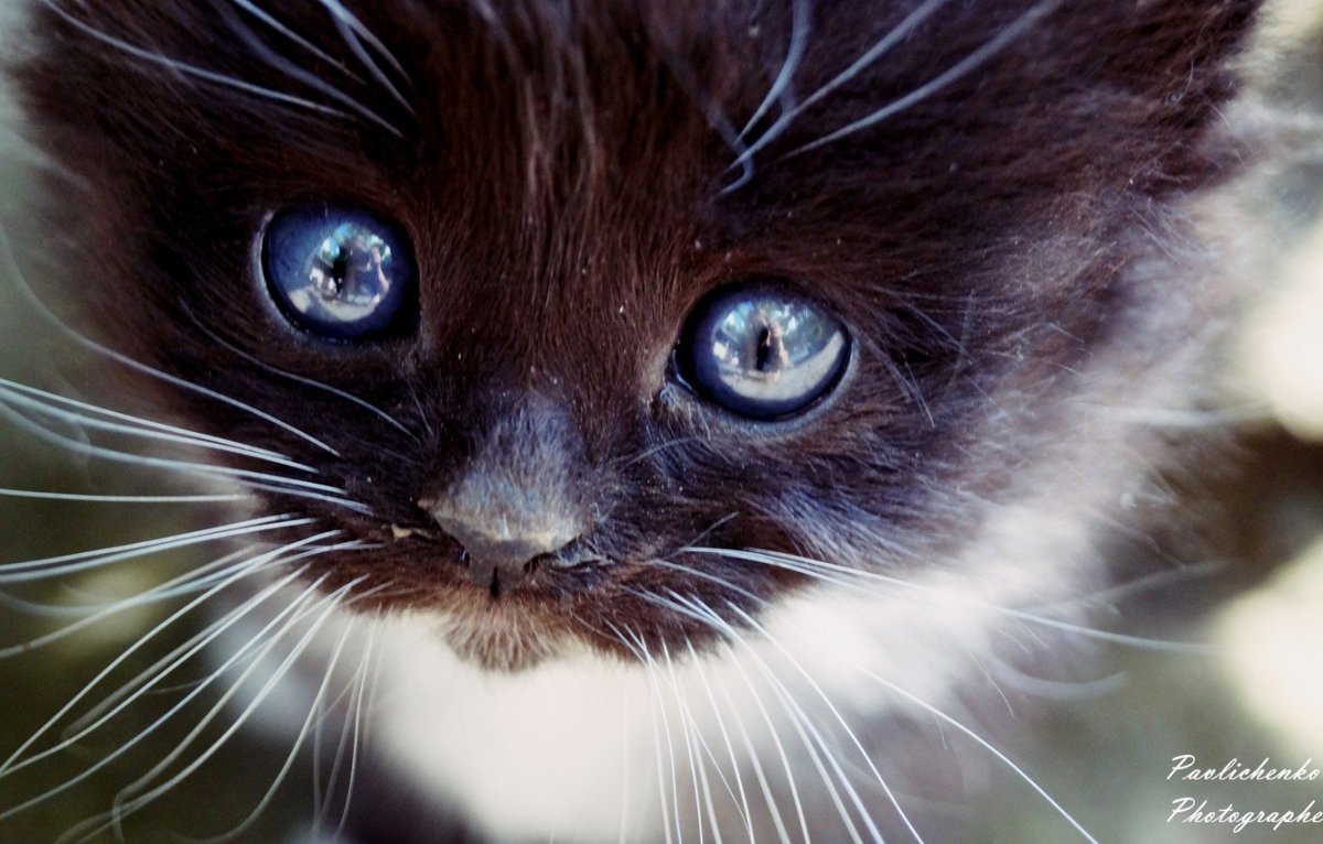 Охос азулес черный с голубыми глазами