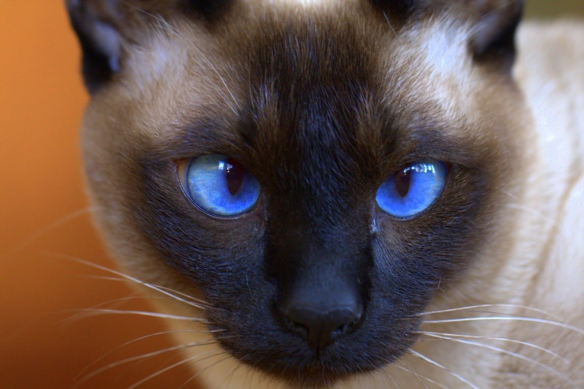 Порода Охос азулес