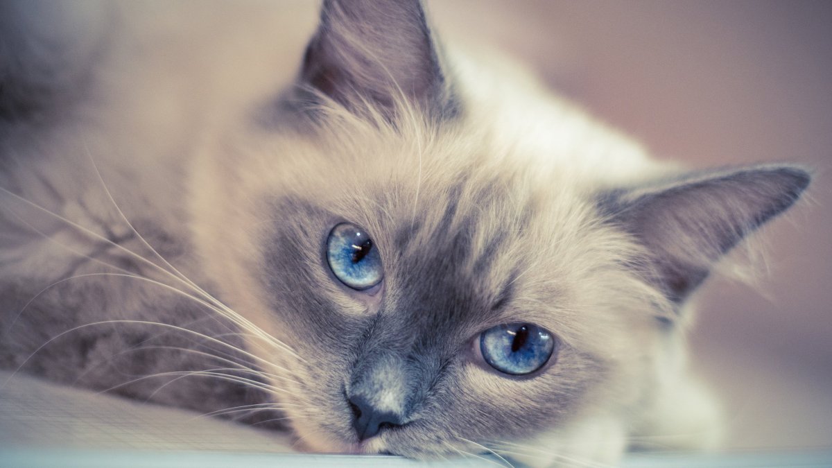 Сиамская голубая кошка