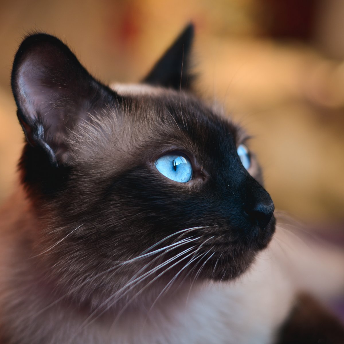 Красивые картинки котят