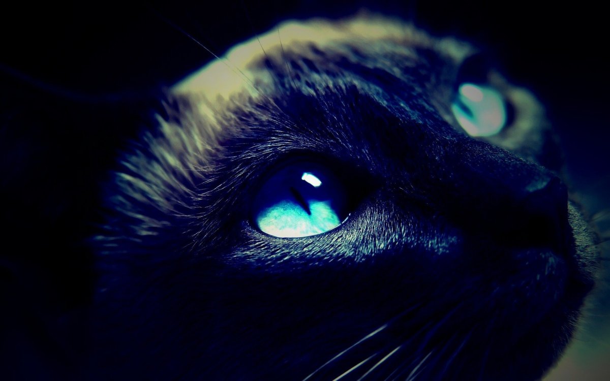 Абиссинская кошка фото