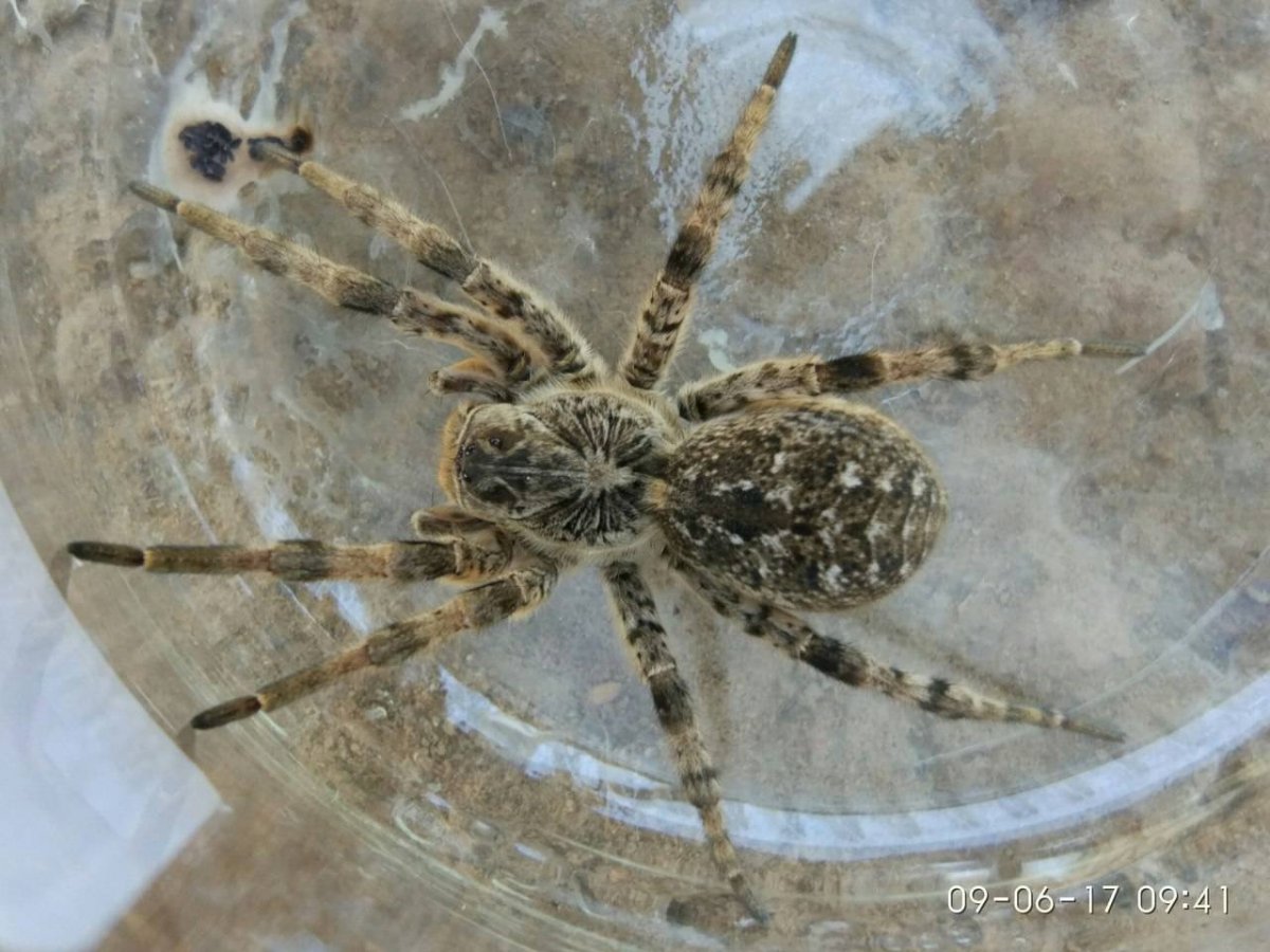 Гигантский верблюжий паук