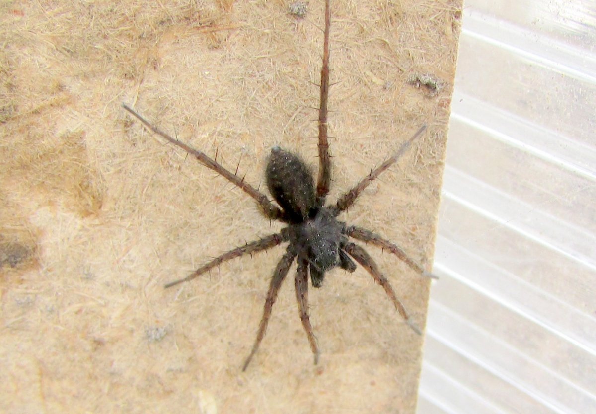 Каракурт Южнорусский Тарантул