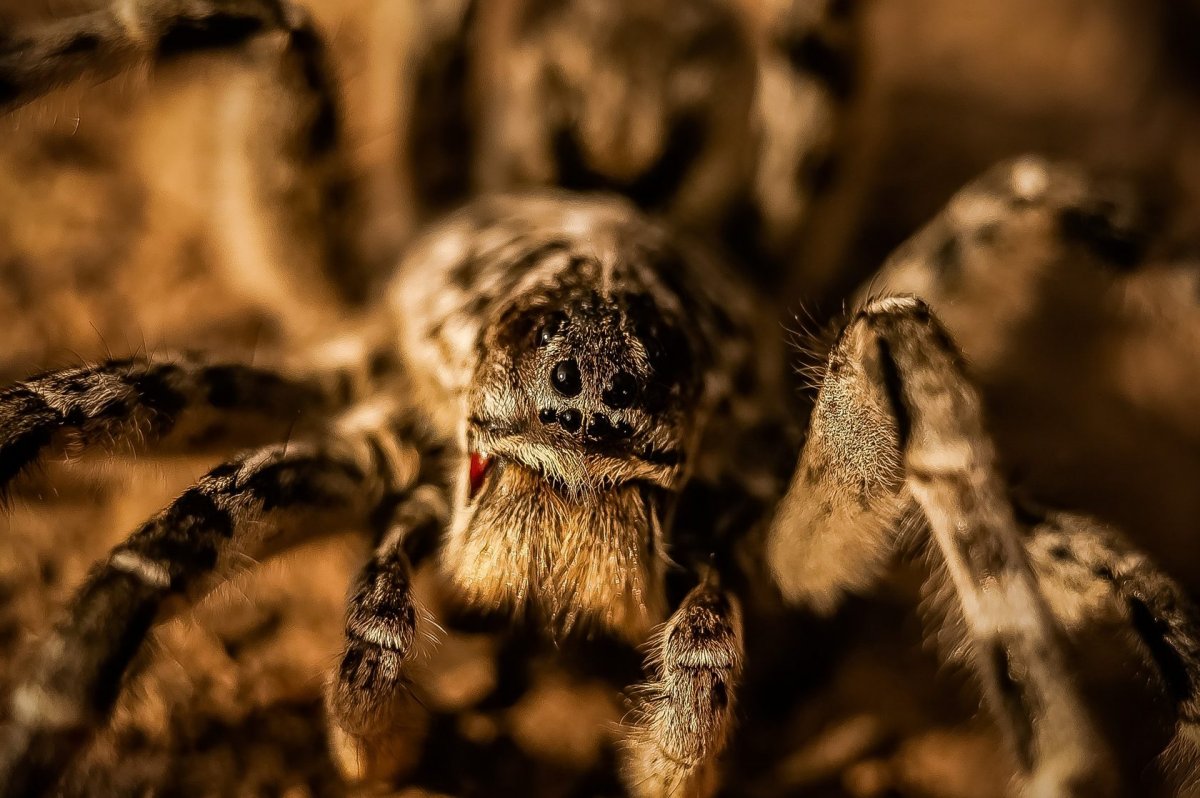 Вулф Спайдер