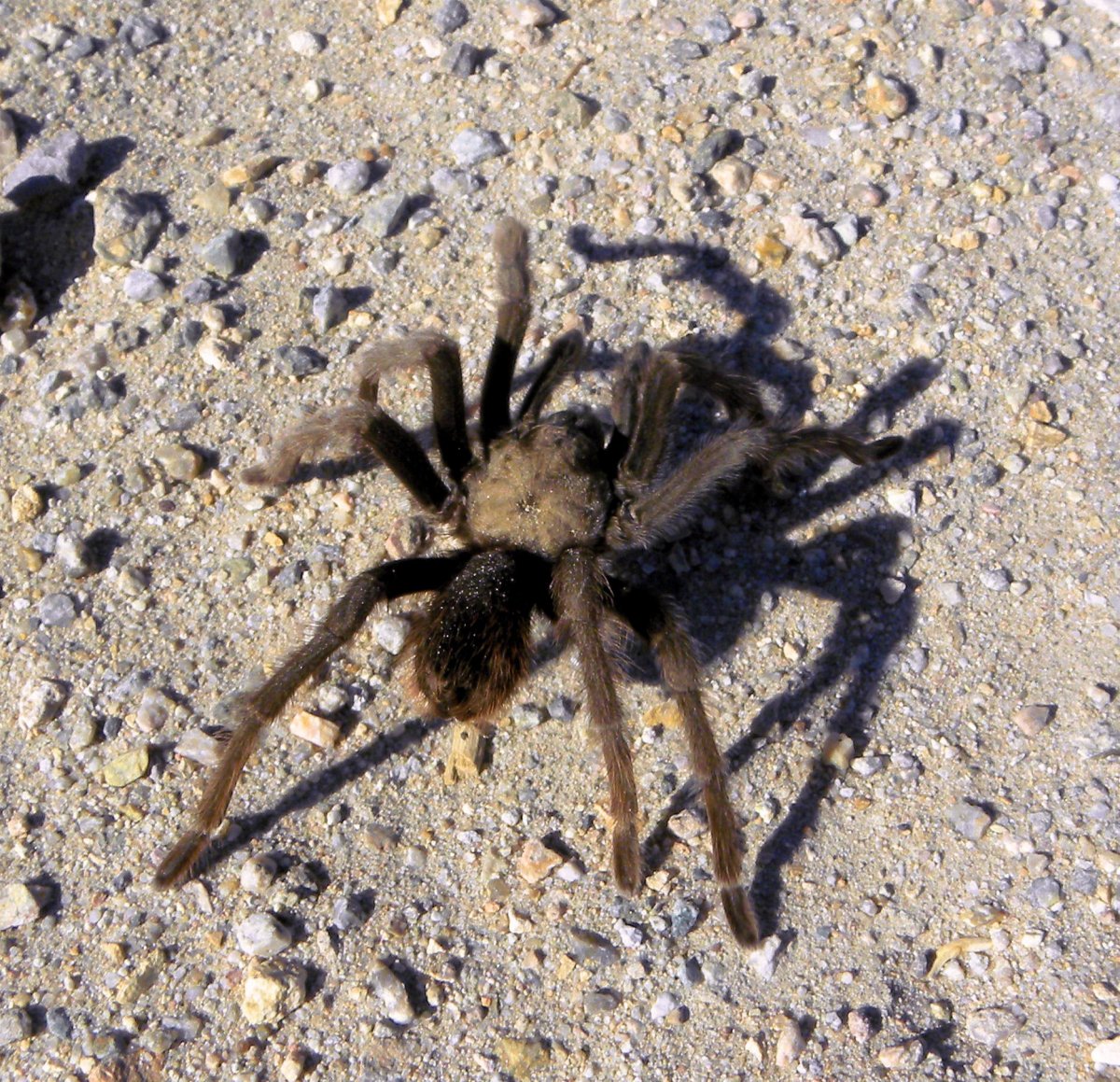 Пауки Приморья