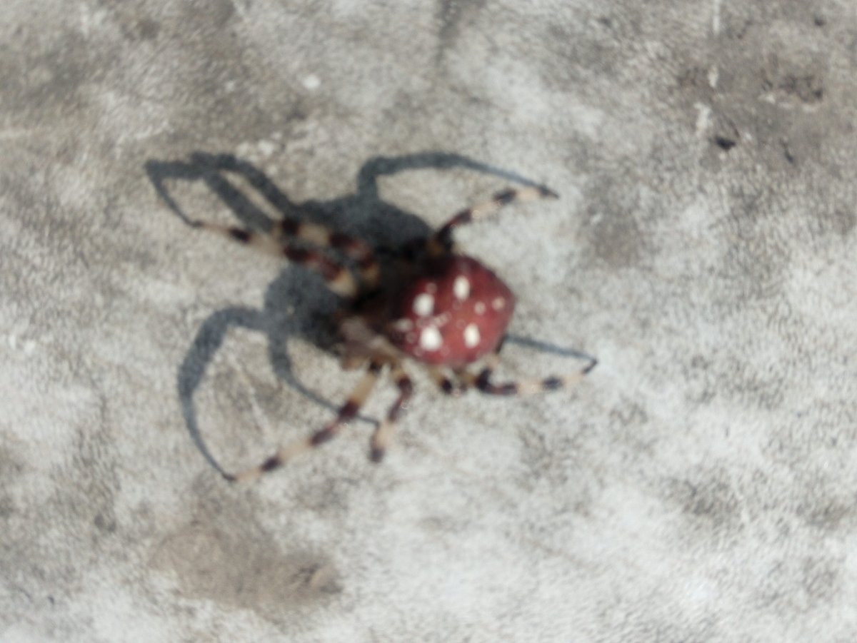 Ядовитый паук Крыма Каракурт