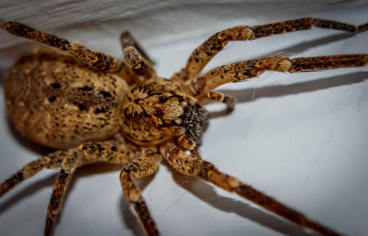 Крупные пауки в Дагестане