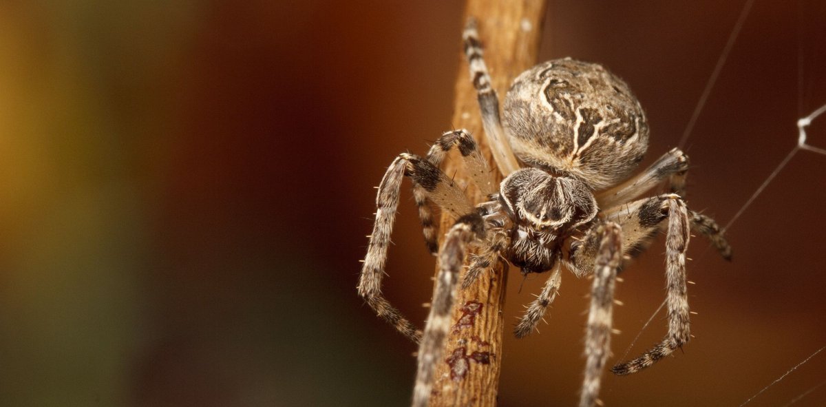 Паук Африканский Тарантул