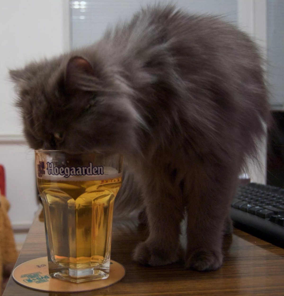 Котенок с пивом