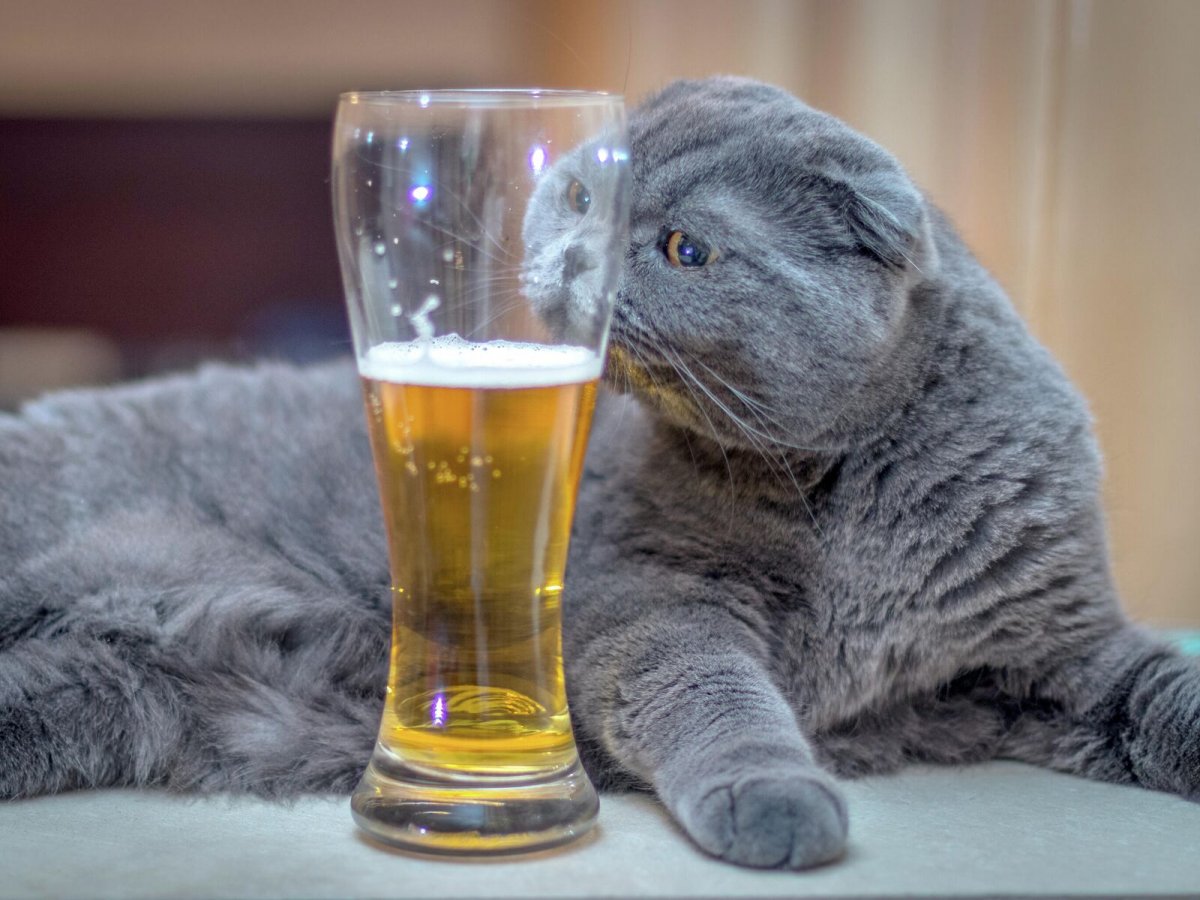 Котик с пивом и пельменями