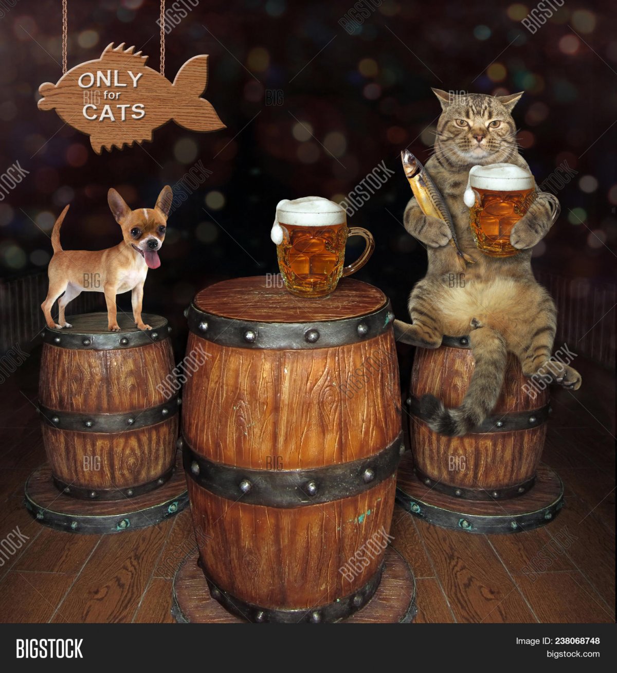 Грустный котик с пивом