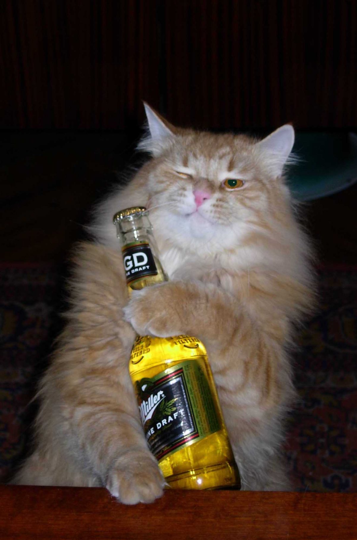 Чеширский кот