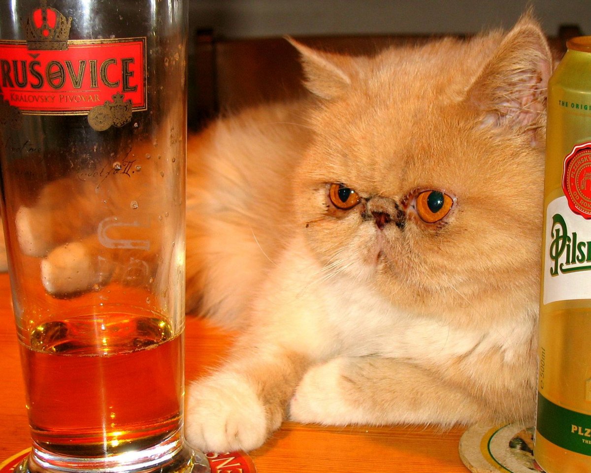 Мартовский кот пиво