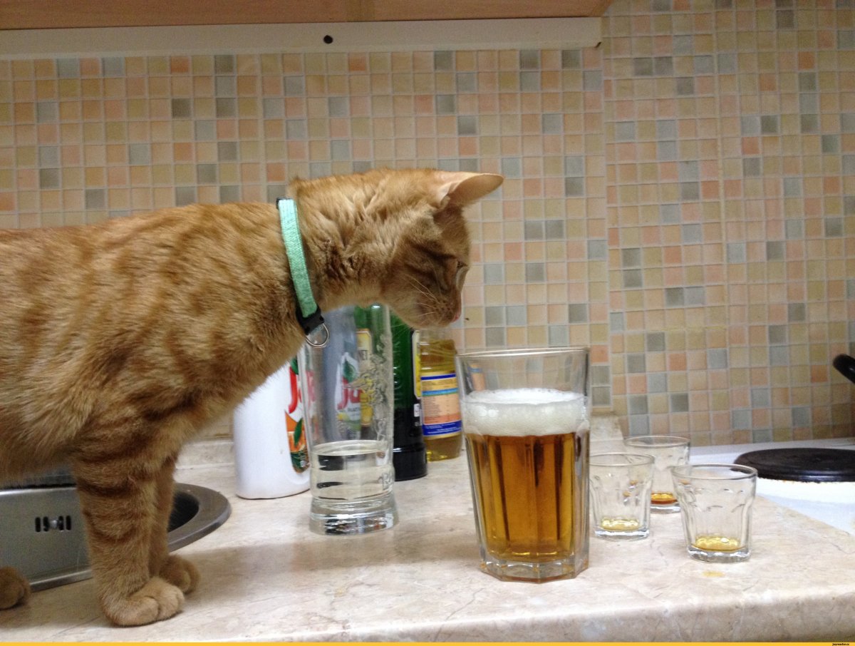 Кот с бутылкой