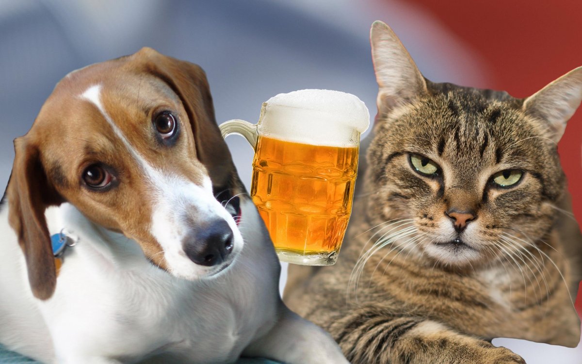 Кот с пивом