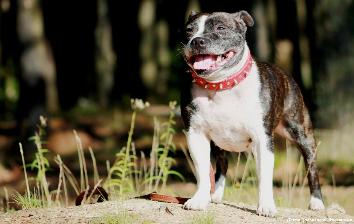 Американский стаффордширский терьер осень