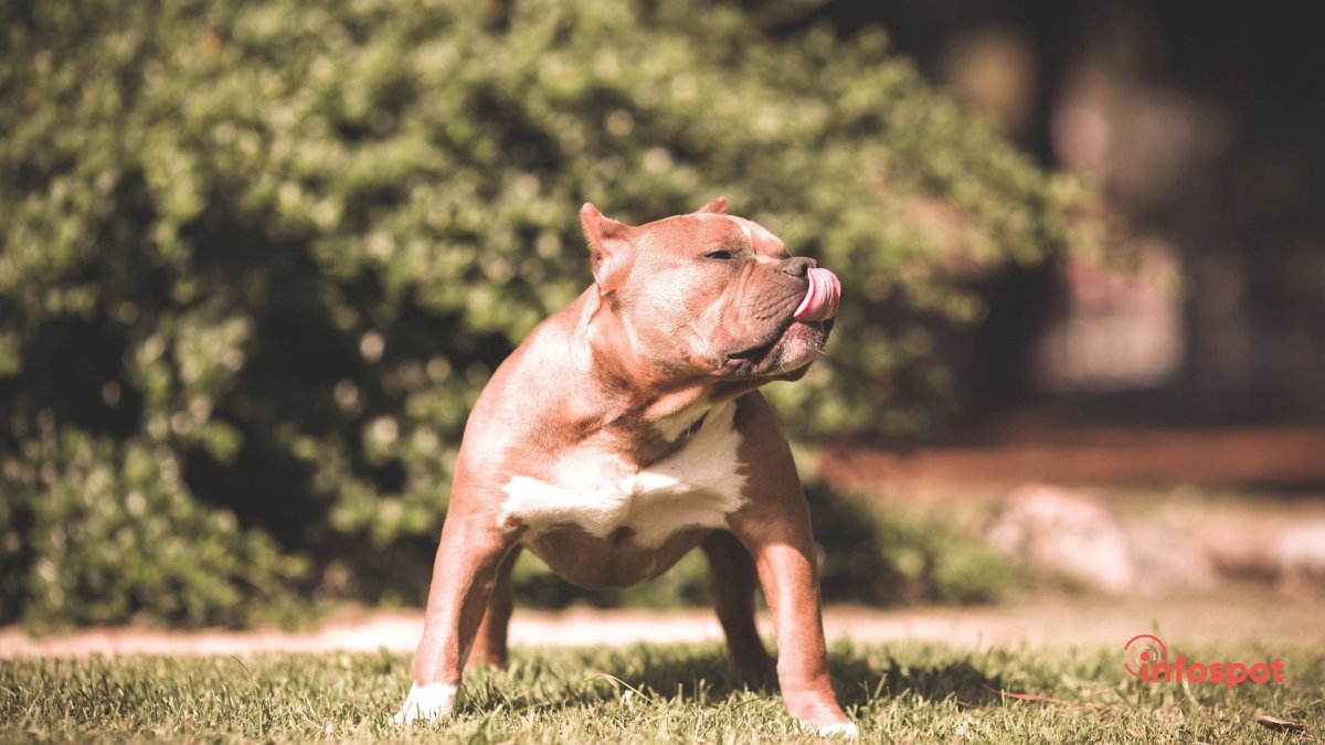 Мини стаффордширский терьер французский