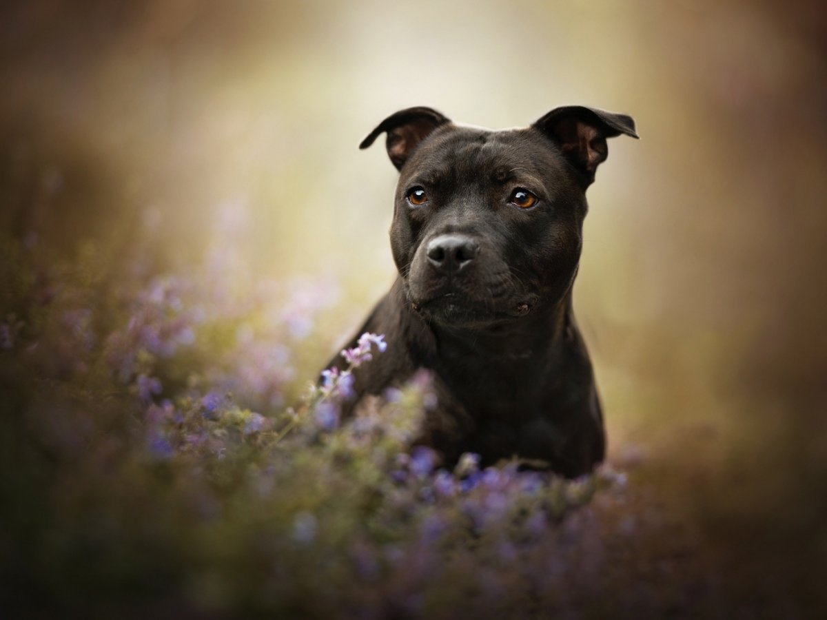 Американский стаффордширский терьер обои