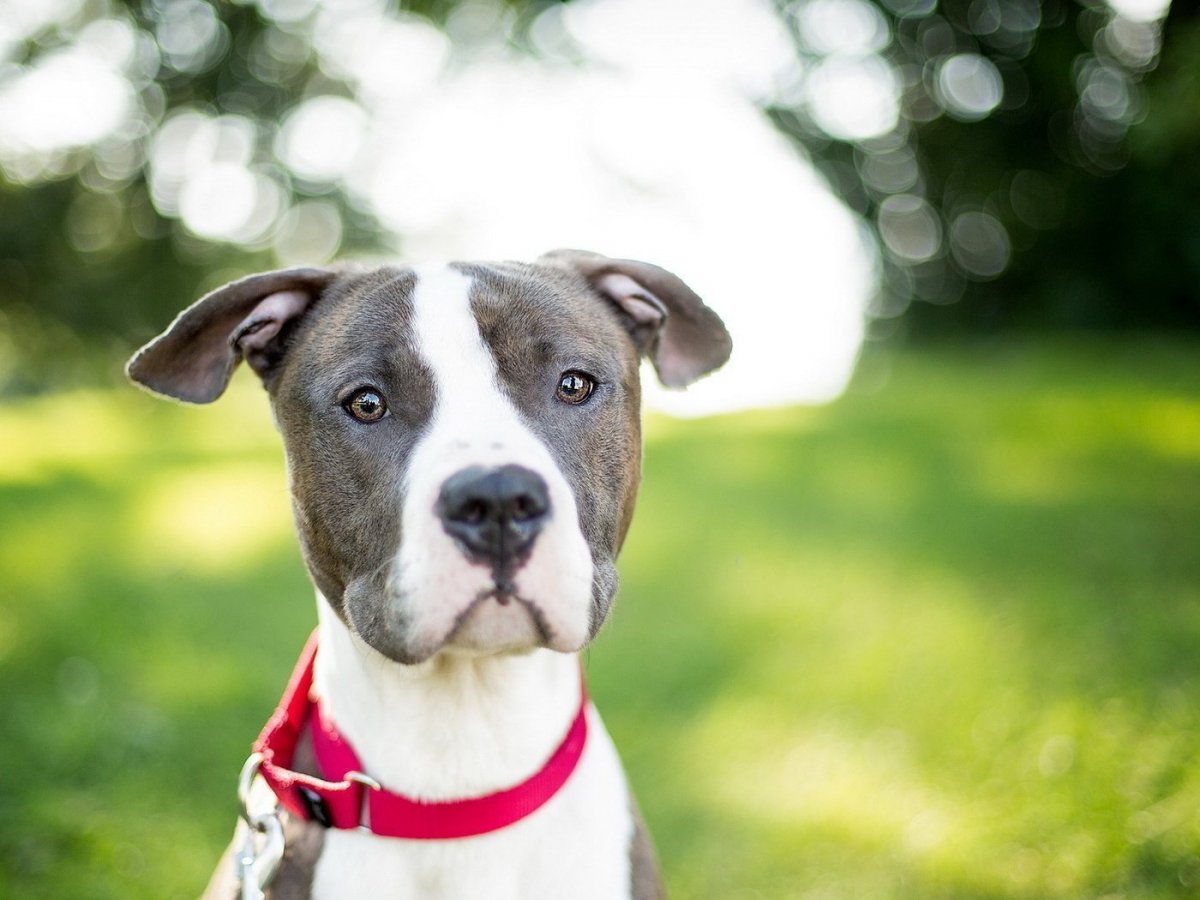 Американский бандог терьер
