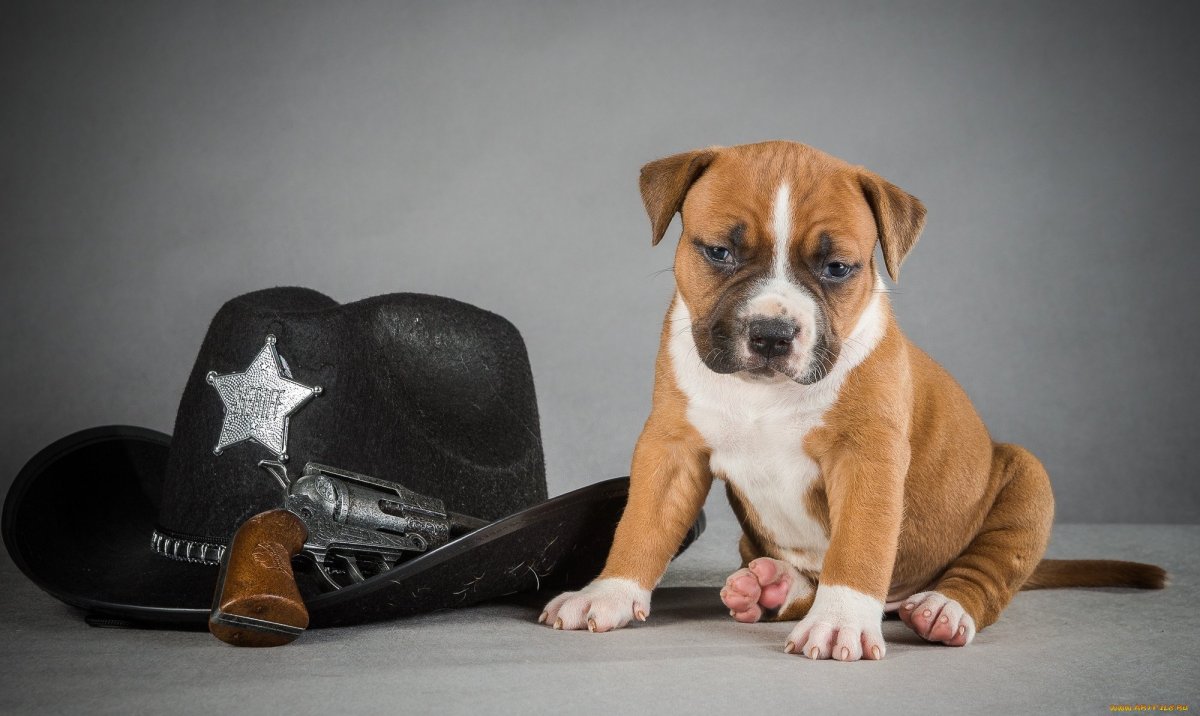 Стаффордширский бультерьер