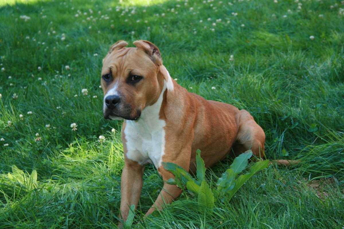 Стаффордширский терьер щенок