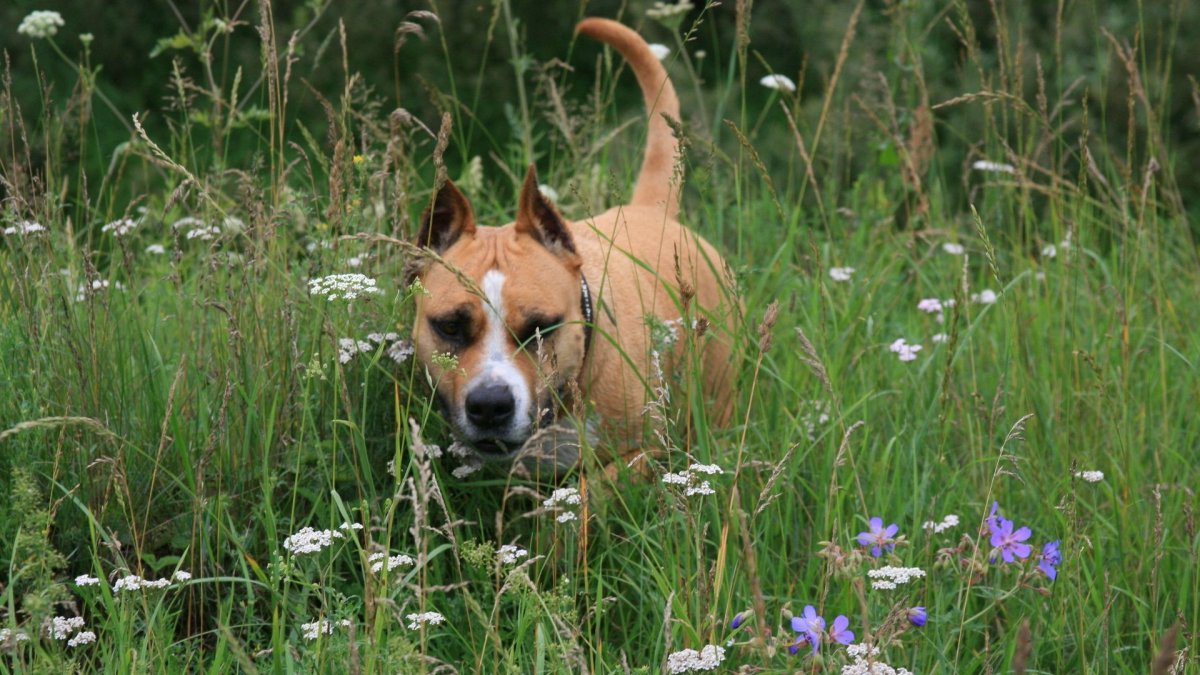 Американский булли