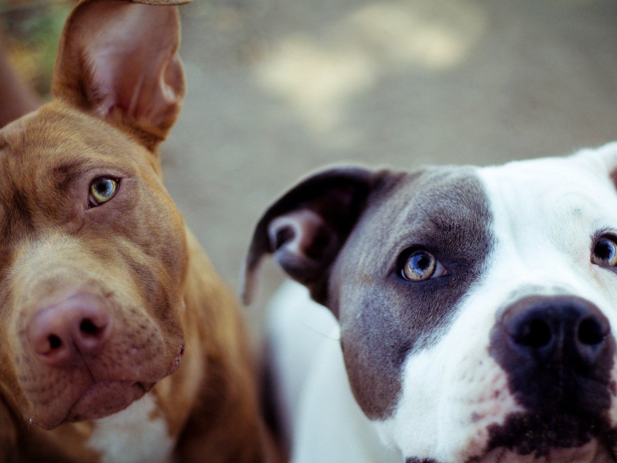 Американский стаффордширский терьер