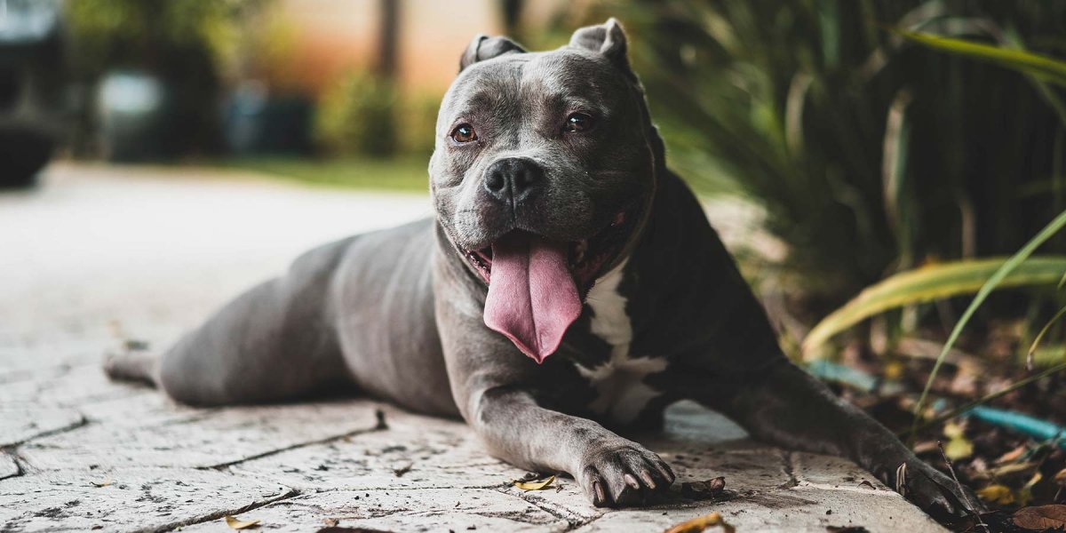 Американский питбультерьер терьер