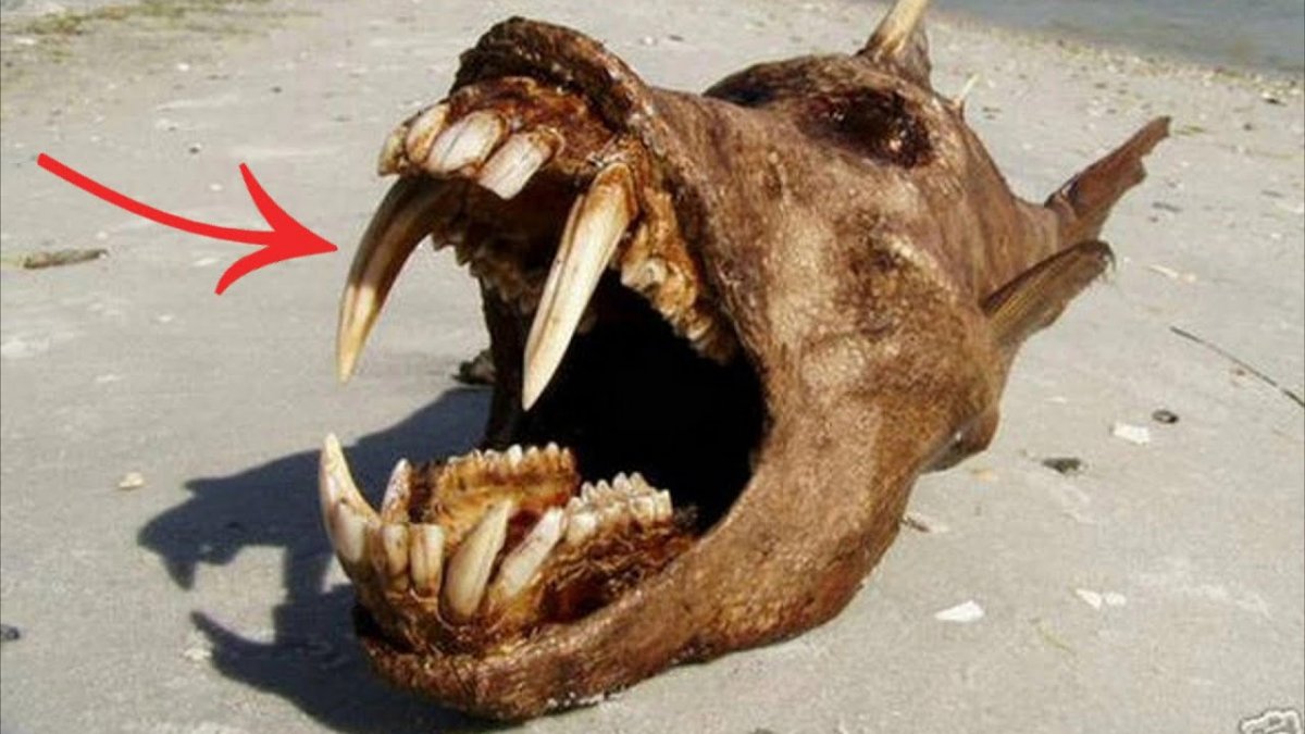 Гигантская кожистая черепаха