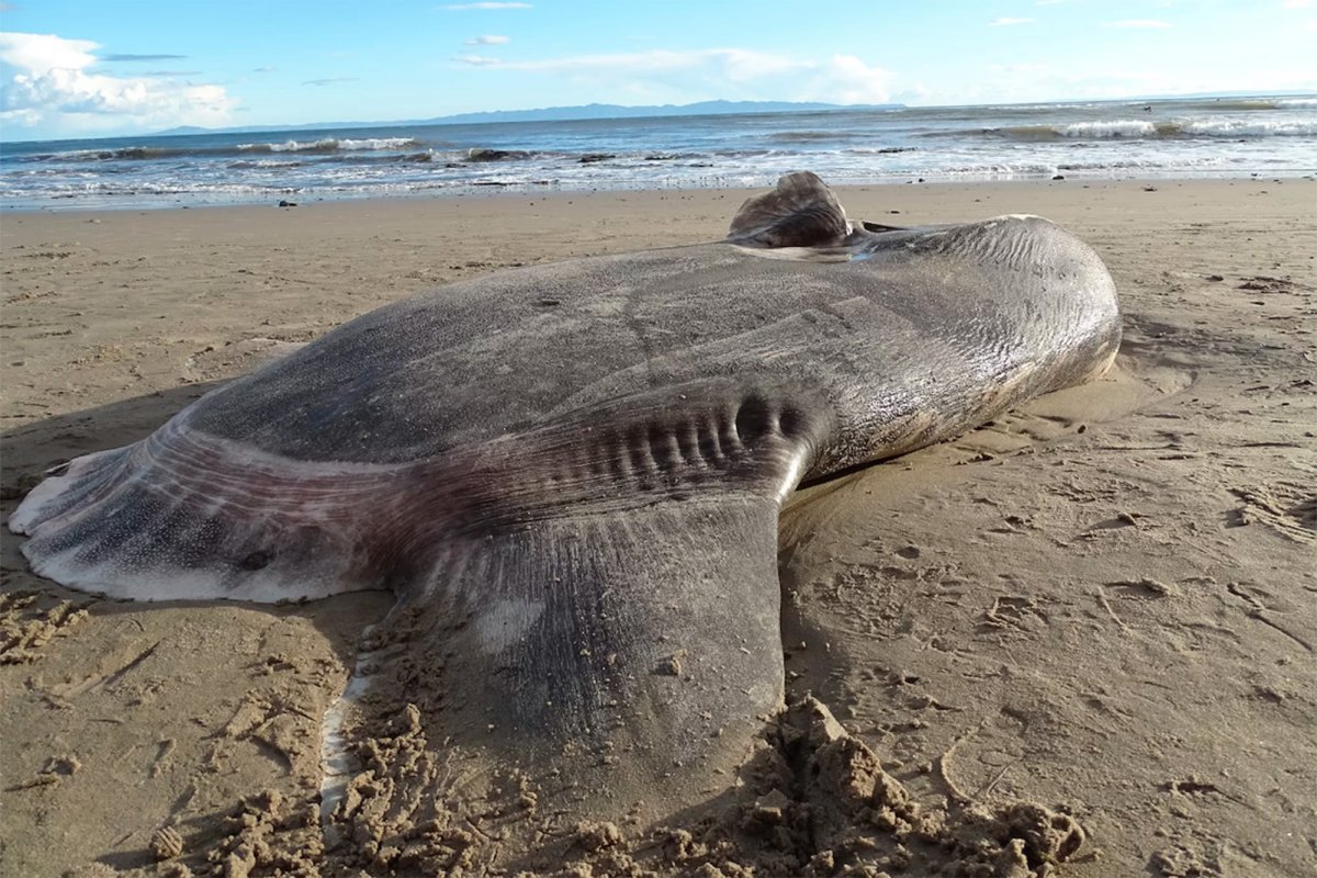 Рыба зубатка Дальневосточная