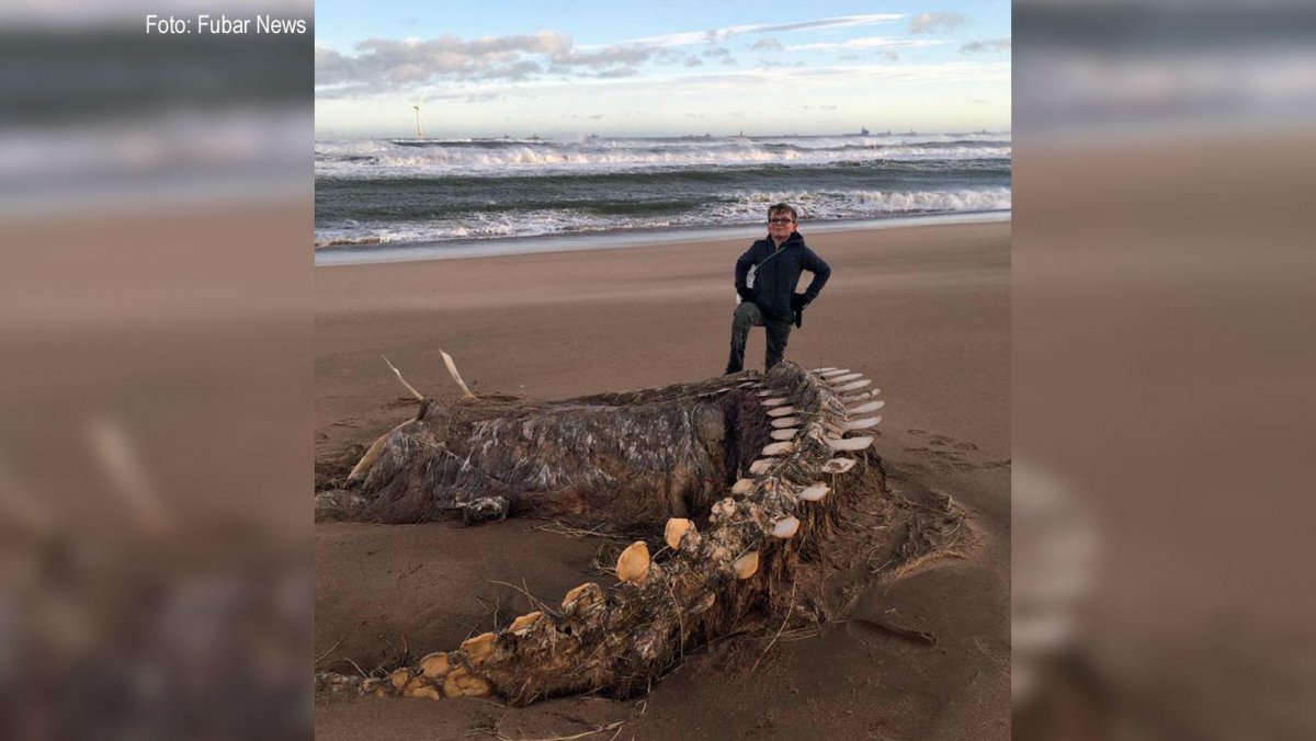 Мужчины с животными селфи