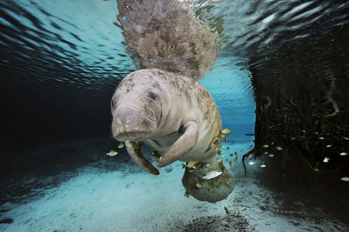 Крылан молотоглав