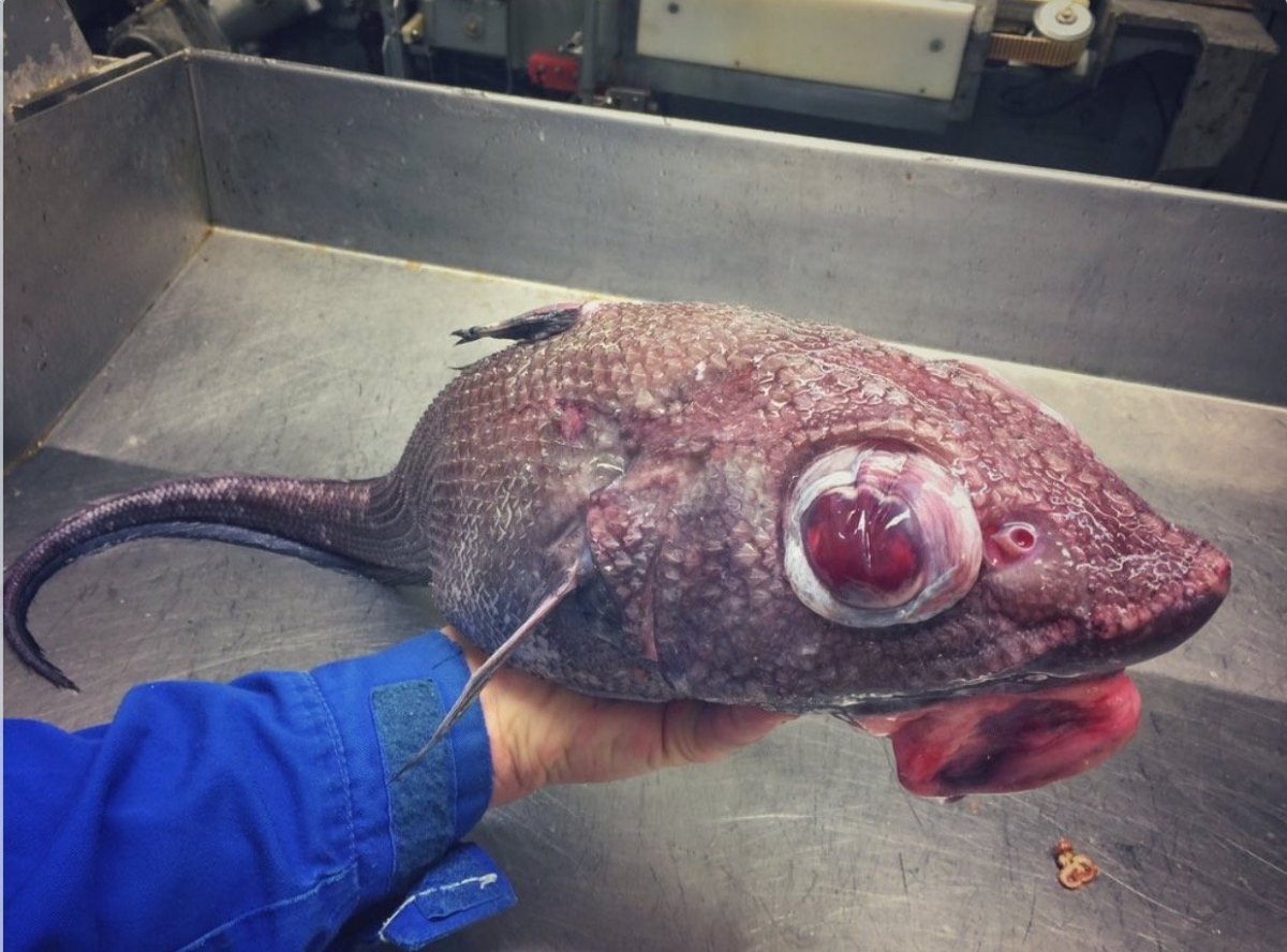 Животное которое любит фотографироваться