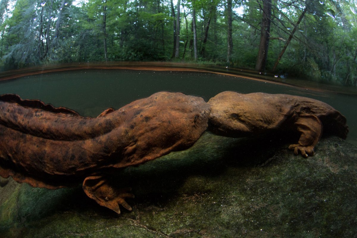 Роман Федорцов снимки рыб