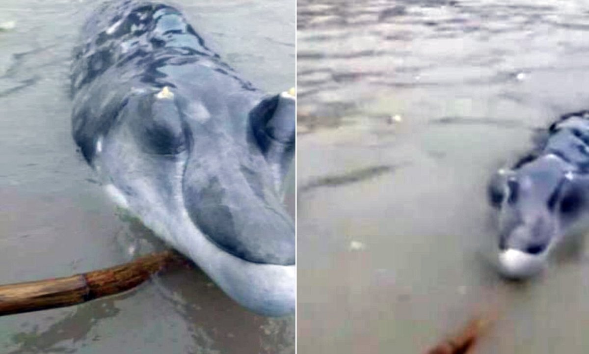 Самая гигантская рыба в мире