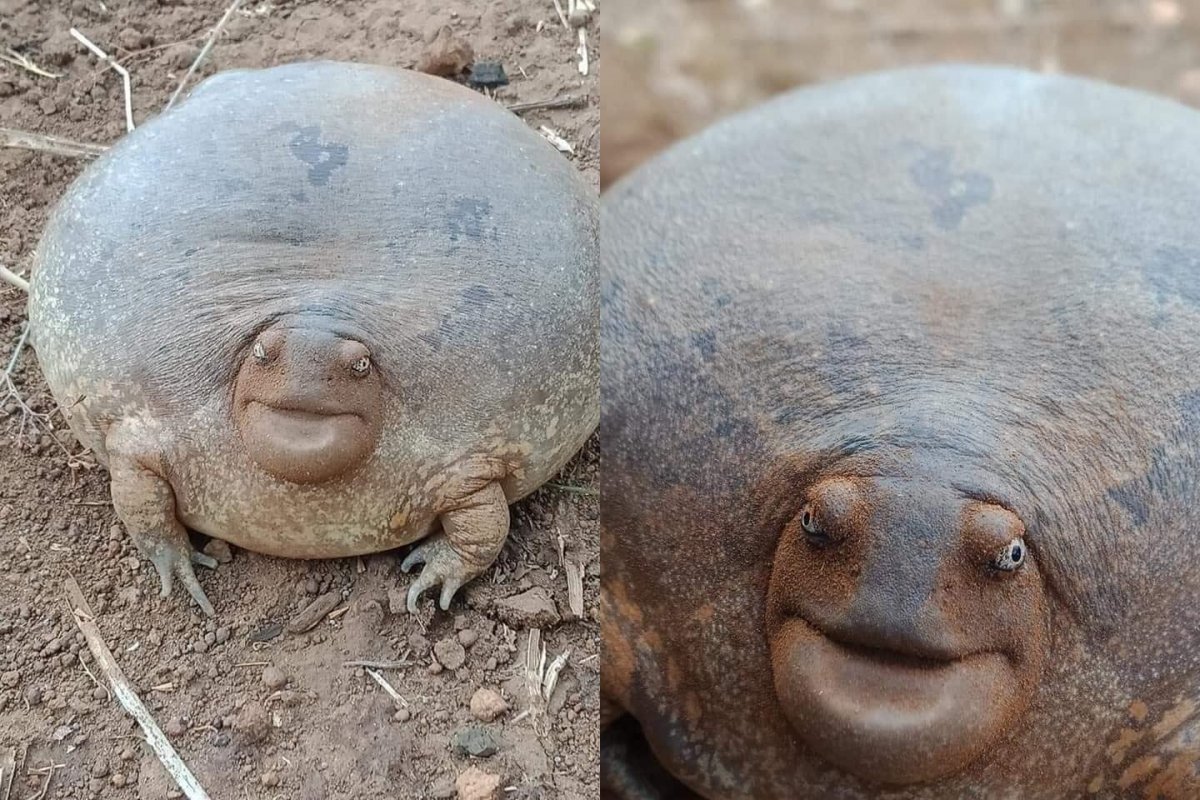 Мексиканский глазоух