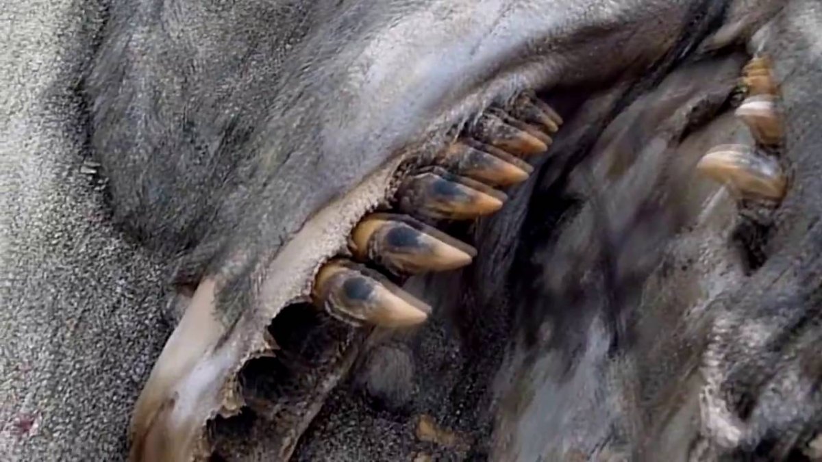 Северная рыба собака