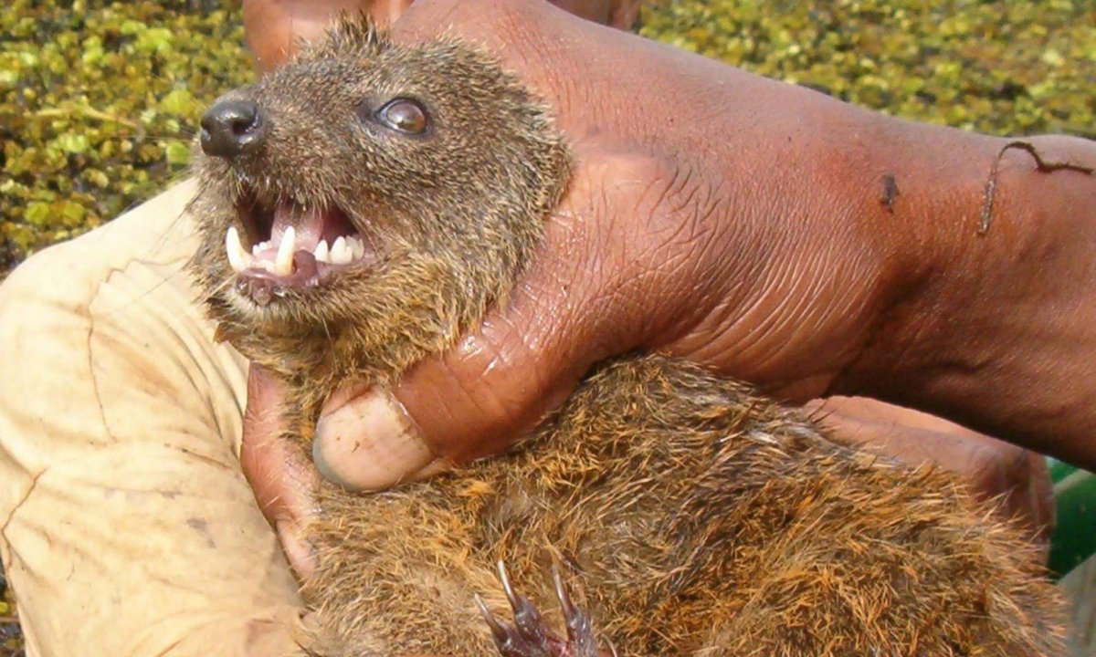 Осьминог Думбо