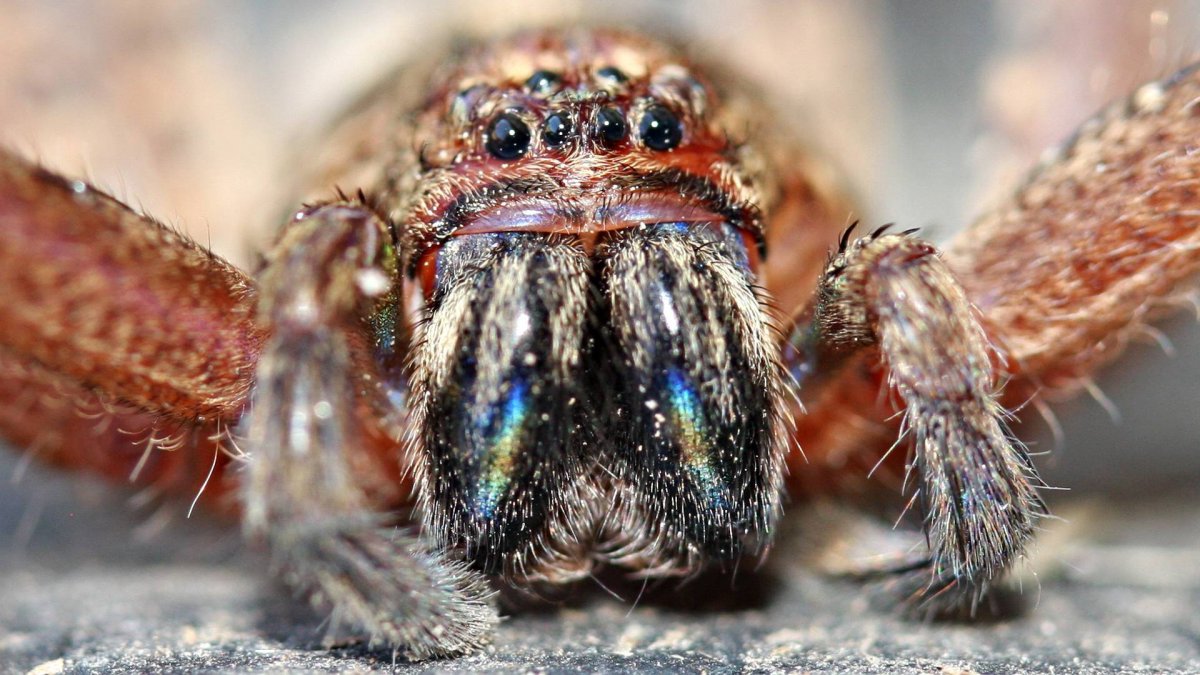 Паук вблизи