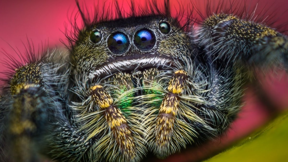 Фотограф Томас Шахан