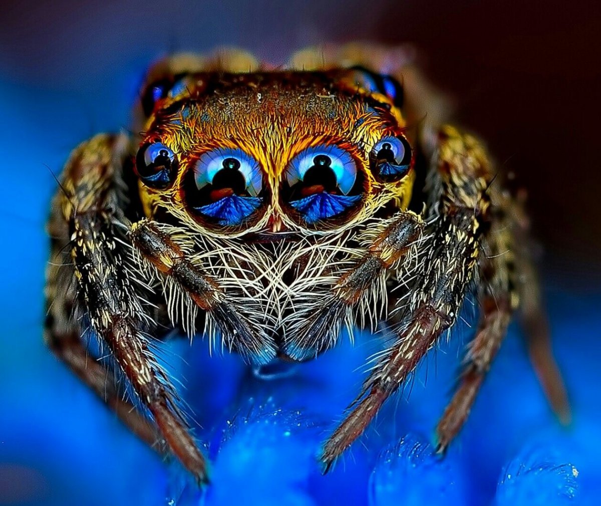 Паучьи глаза