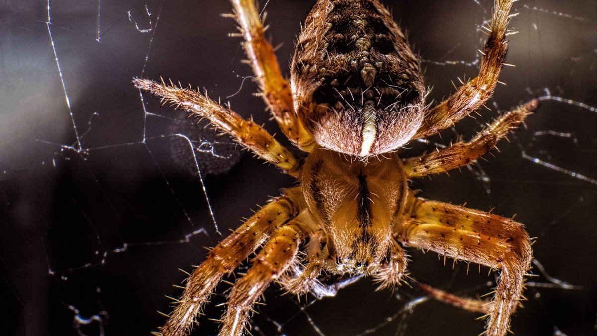 Глаза паука